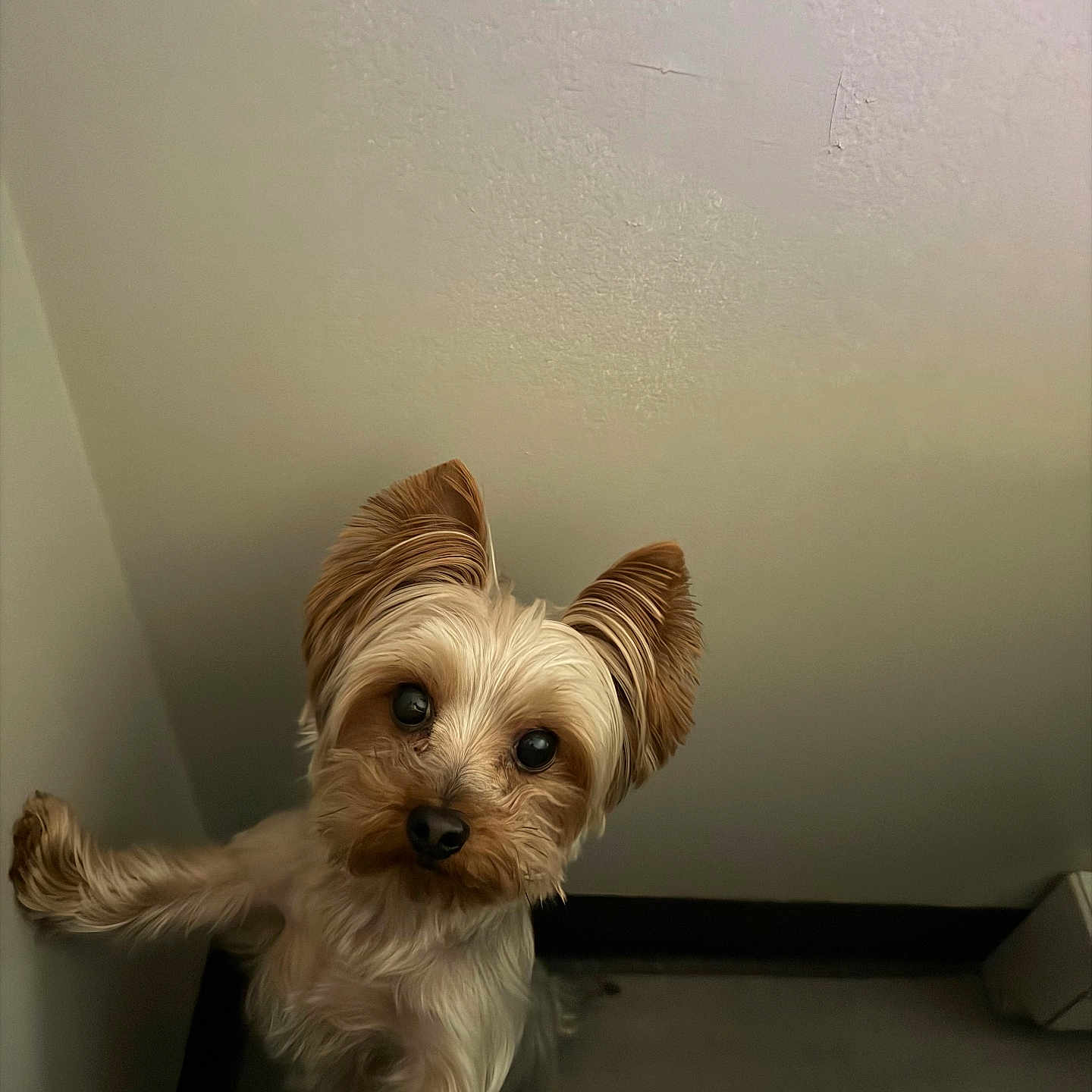 Odie