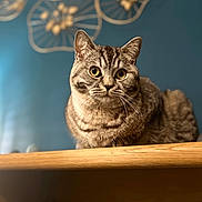Uno participe au concours pour gagner de l'argent avec cette photo : animal, background, blue_wall, cat, closeup, curious, cute, decor, domestic_cat, ears, eyes, feline, fur, houseplant, indoor, pet, portrait, tabby, whiskers, wooden_shelf