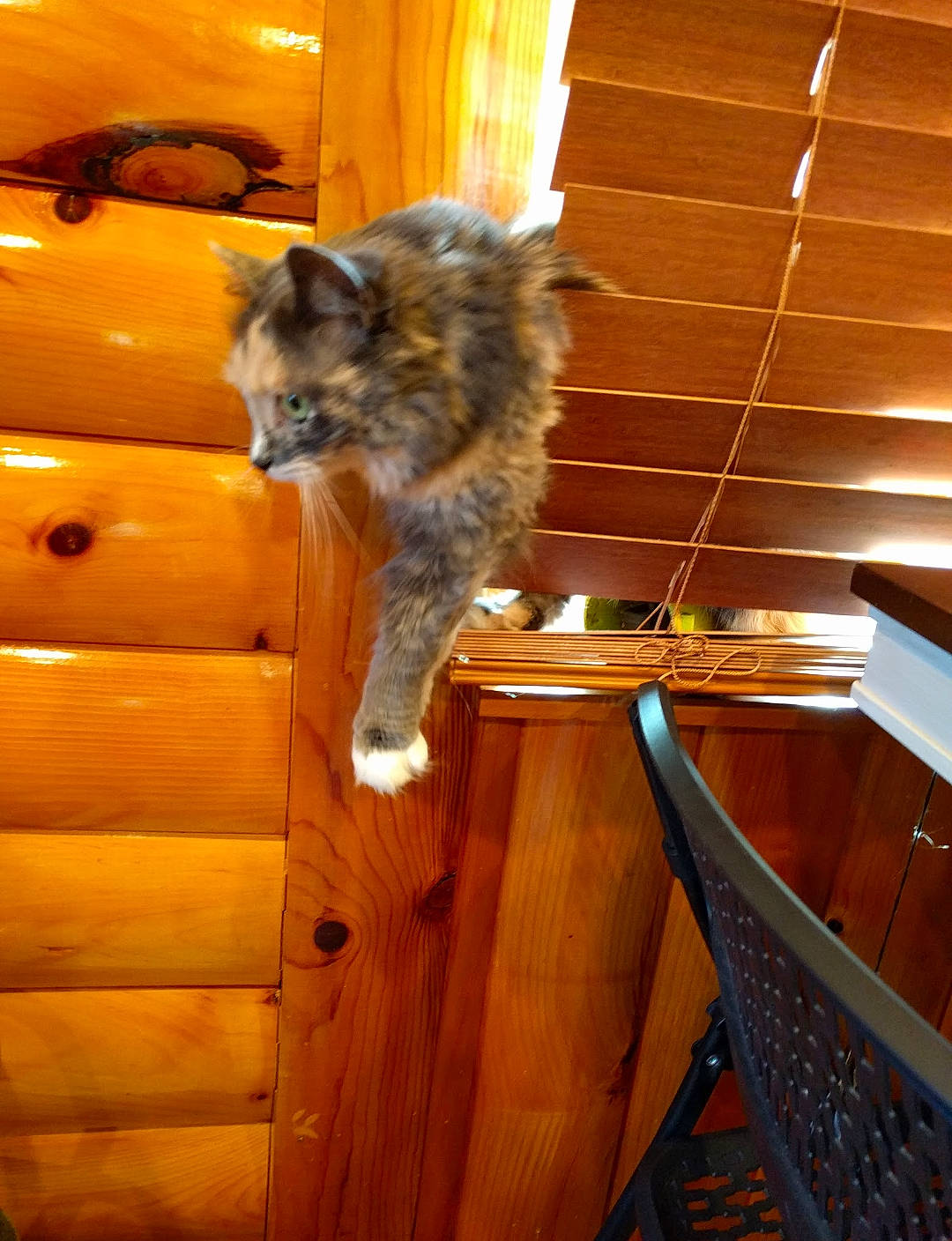 Skitty is registered to the contest to win money with this photo: carnivore, cat, chair, domestic_short_haired_cat, door, felidae, floor, flooring, fur, hardwood, room, small_to_medium_sized_cats, stairs, tail, varnish, whiskers, wood, wood_flooring, wood_stain