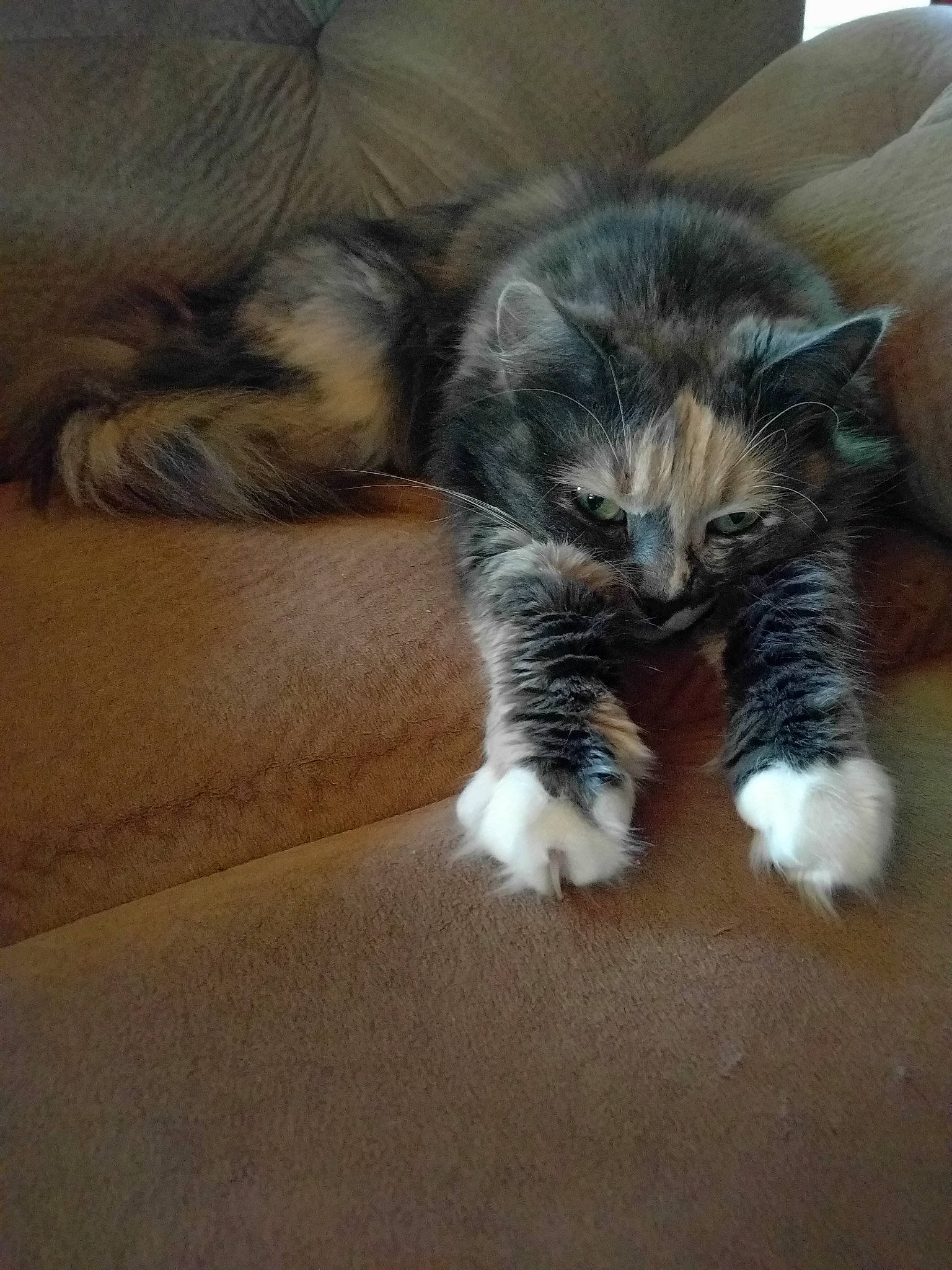 Skitty is registered to the contest to win money with this photo: carnivore, cat, claw, comfort, companion_dog, dog_breed, domestic_short_haired_cat, felidae, flooring, foot, fur, hardwood, human_leg, paw, small_to_medium_sized_cats, snout, tail, terrestrial_animal, whiskers, wood