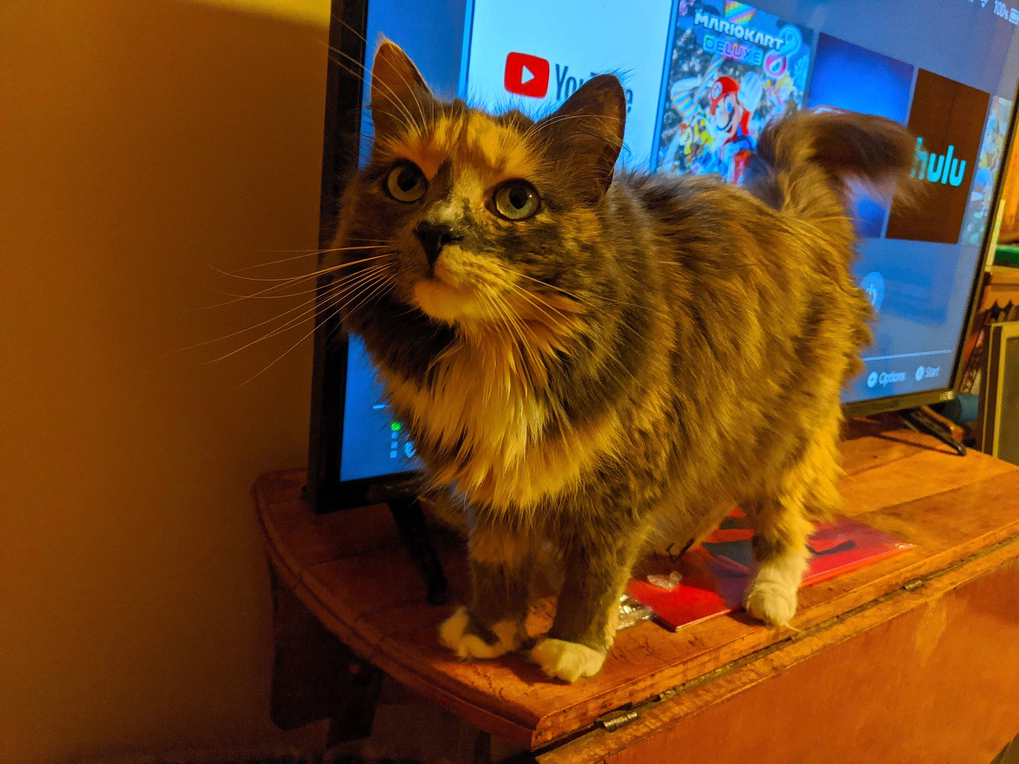 Skitty is registered to the contest to win money with this photo: bookcase, box, carnivore, cat, computer_keyboard, computer_monitor, display_device, domestic_short_haired_cat, felidae, fur, maine_coon, paw, publication, room, shelf, small_to_medium_sized_cats, tail, whiskers