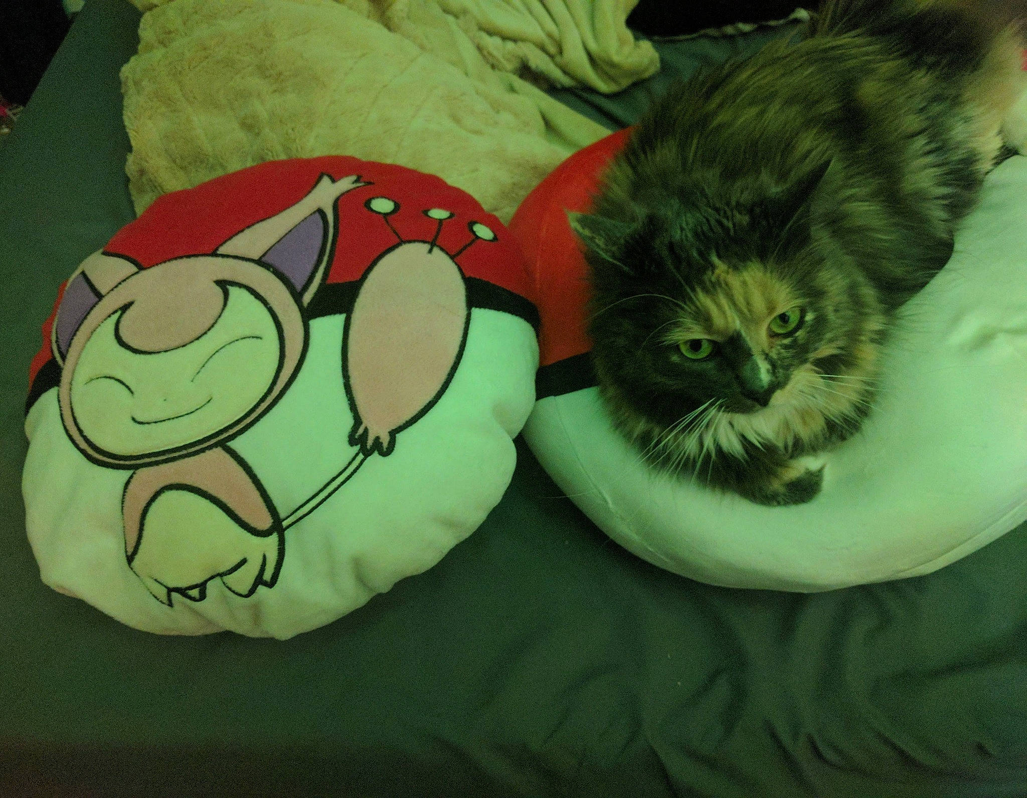 Skitty joined the competition — help win amazing prizes! bag, black_cat, british_longhair, carnivore, cat, cat_bed, cat_supply, claw, comfort, domestic_short_haired_cat, felidae, fur, linens, luggage_and_bags, nap, pattern, paw, small_to_medium_sized_cats, tail, whiskers