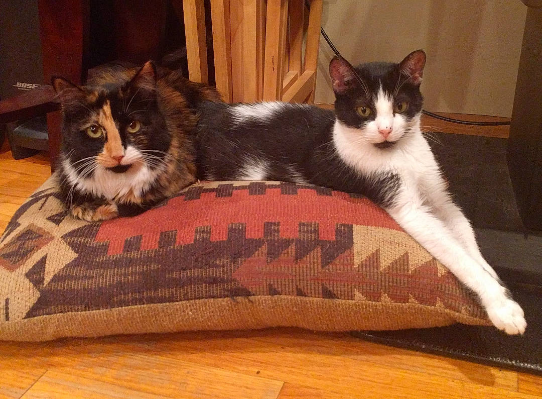 Cali joined the competition — help win amazing prizes! brown, carnivore, cat, comfort, domestic_short_haired_cat, felidae, floor, flooring, fur, hardwood, laminate_flooring, linens, pattern, paw, small_to_medium_sized_cats, tail, textile, whiskers, wood, wood_flooring