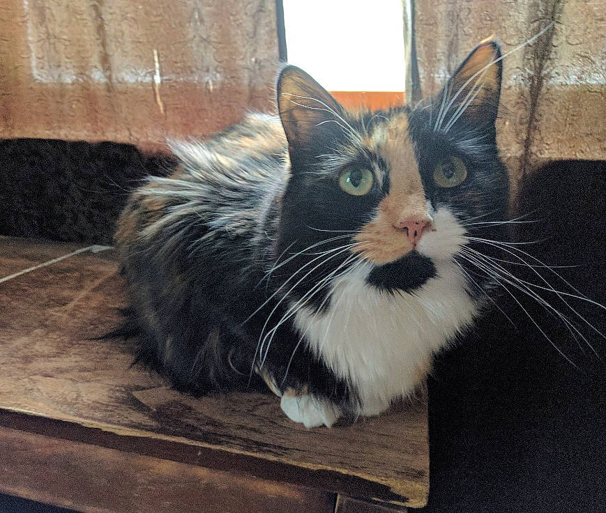 Cali is registered to the contest to win money with this photo: carnivore, cat, domestic_short_haired_cat, felidae, flooring, fur, hardwood, maine_coon, paw, sitting, small_to_medium_sized_cats, snout, tail, terrestrial_animal, whiskers, window, wood