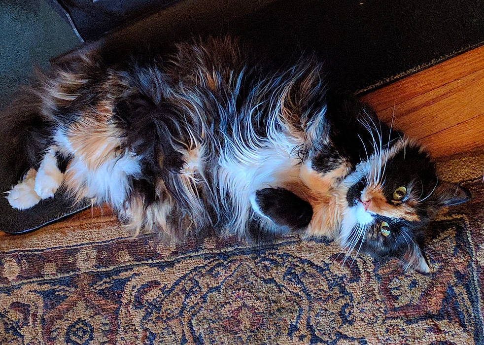 Cali joined the competition — help win amazing prizes! brown, carnivore, cat, comfort, companion_dog, domestic_short_haired_cat, felidae, flooring, foot, fur, hardwood, laminate_flooring, mammal, paw, small_to_medium_sized_cats, snout, tail, vertebrate, whiskers, wood