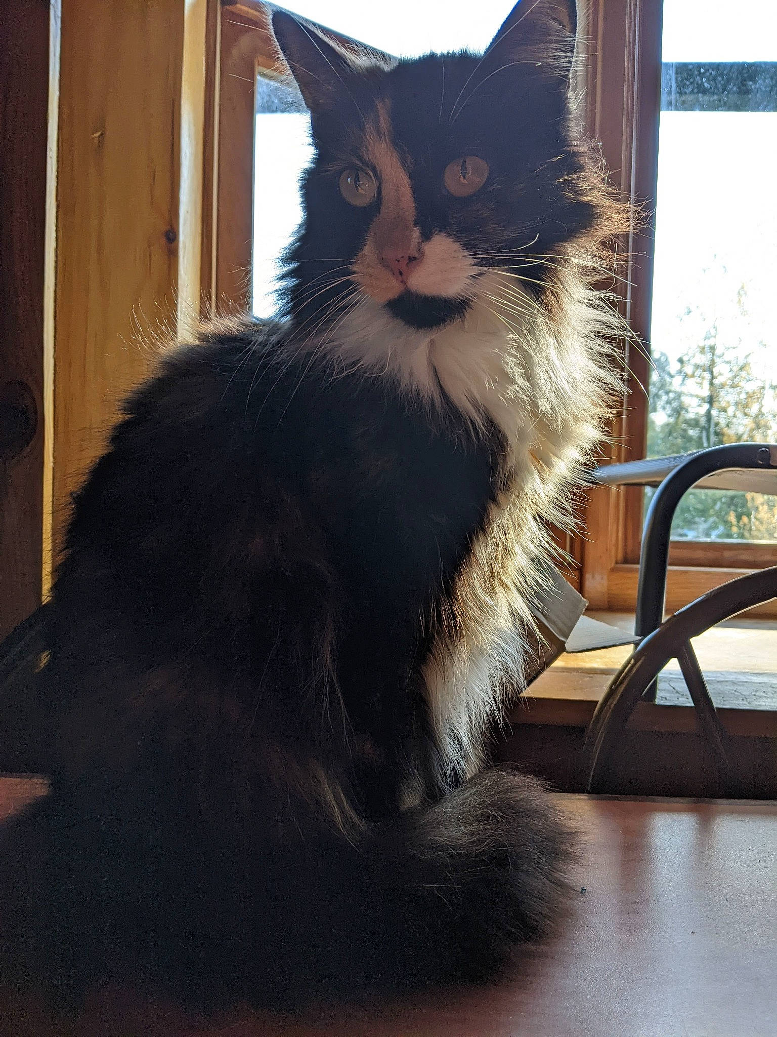 Cali joined the competition — help win amazing prizes! black_cat, carnivore, cat, chair, claw, domestic_short_haired_cat, felidae, flooring, fur, hardwood, paw, plant, sitting, small_to_medium_sized_cats, snout, tail, tree, whiskers, window, wood