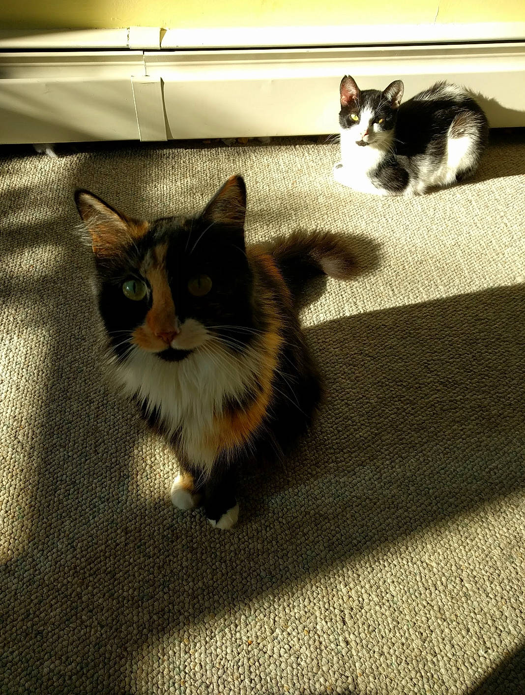 Cali joined the competition — help win amazing prizes! carnivore, cat, domestic_short_haired_cat, felidae, floor, flooring, fur, grey, hardwood, mammal, paw, road_surface, shadow, sitting, small_to_medium_sized_cats, snout, tail, vertebrate, whiskers, wood