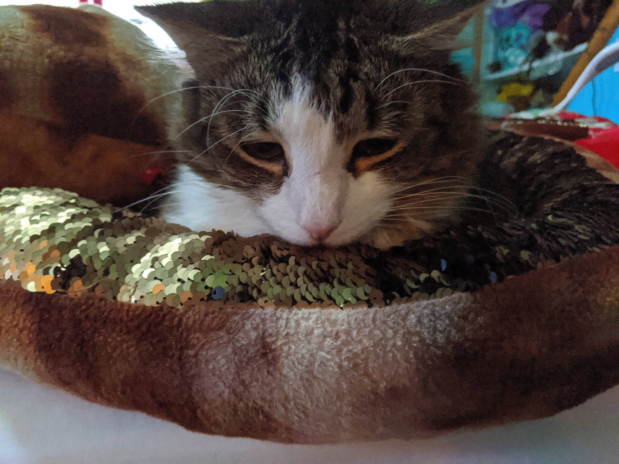 Lenny joined the competition — help win amazing prizes! box, carnivore, cat, cat_bed, cat_supply, claw, comfort, domestic_short_haired_cat, eye, felidae, fur, grass, nap, paw, pet_supply, small_to_medium_sized_cats, snout, tail, tree, whiskers