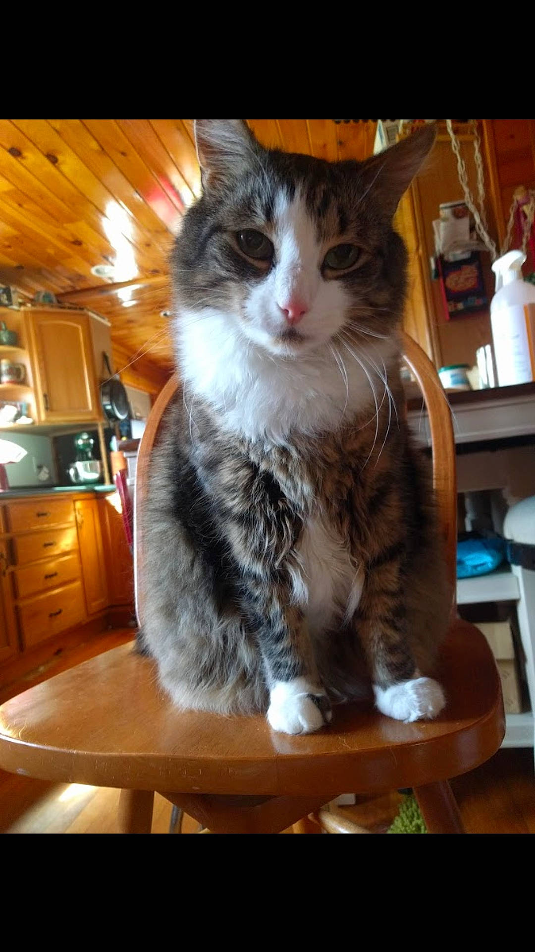 Lenny joined the competition — help win amazing prizes! cabinetry, carnivore, cat, chair, comfort, domestic_short_haired_cat, drawer, felidae, fur, furniture, hardwood, sitting, small_to_medium_sized_cats, snout, table, tail, whiskers, wood