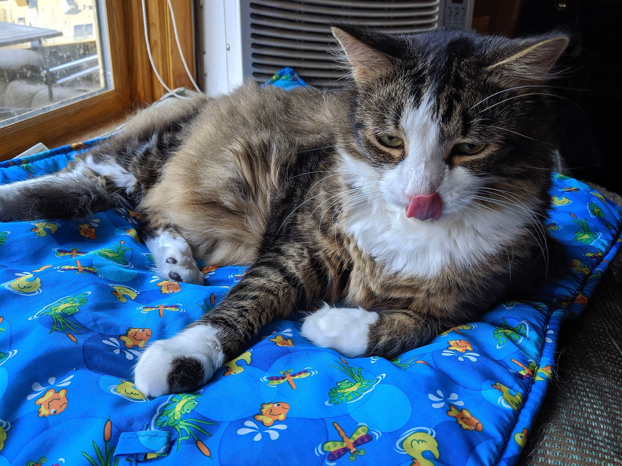 Lenny joined the competition — help win amazing prizes! blue, carnivore, cat, claw, comfort, domestic_short_haired_cat, felidae, fur, linens, nap, paw, small_to_medium_sized_cats, tail, whiskers