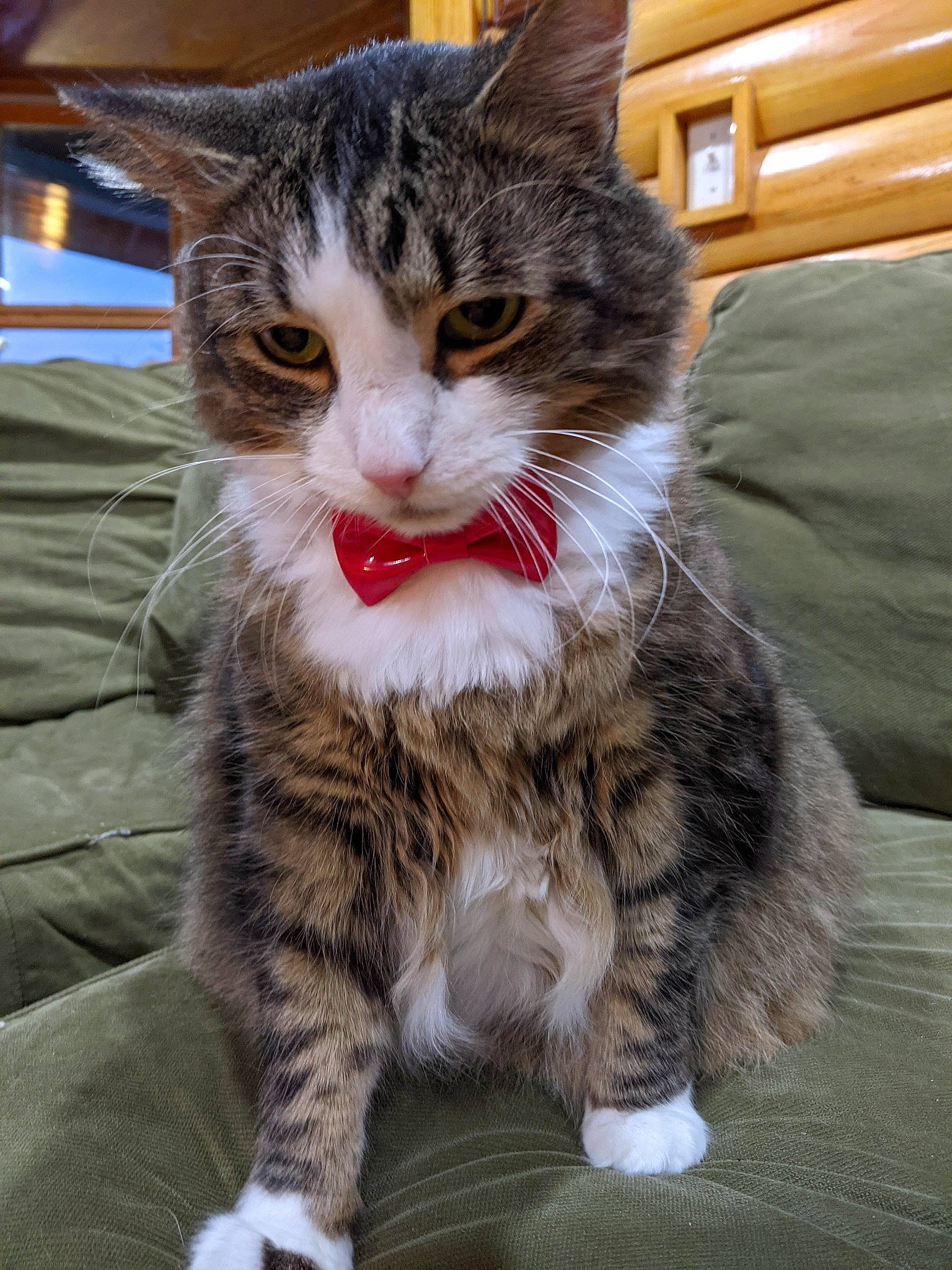 Lenny joined the competition — help win amazing prizes! carnivore, cat, claw, domestic_short_haired_cat, eye, felidae, foot, fur, iris, paw, sitting, small_to_medium_sized_cats, snout, tail, terrestrial_animal, whiskers, window, wood