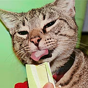 Norman is registered to the contest to win money with this photo: cat, tabby, tongue_out, close_up, pet, animal, whiskers, fur, face, licking, hand, packet, green_background, domestic, cute, expression, playful, indoor, collar, funny