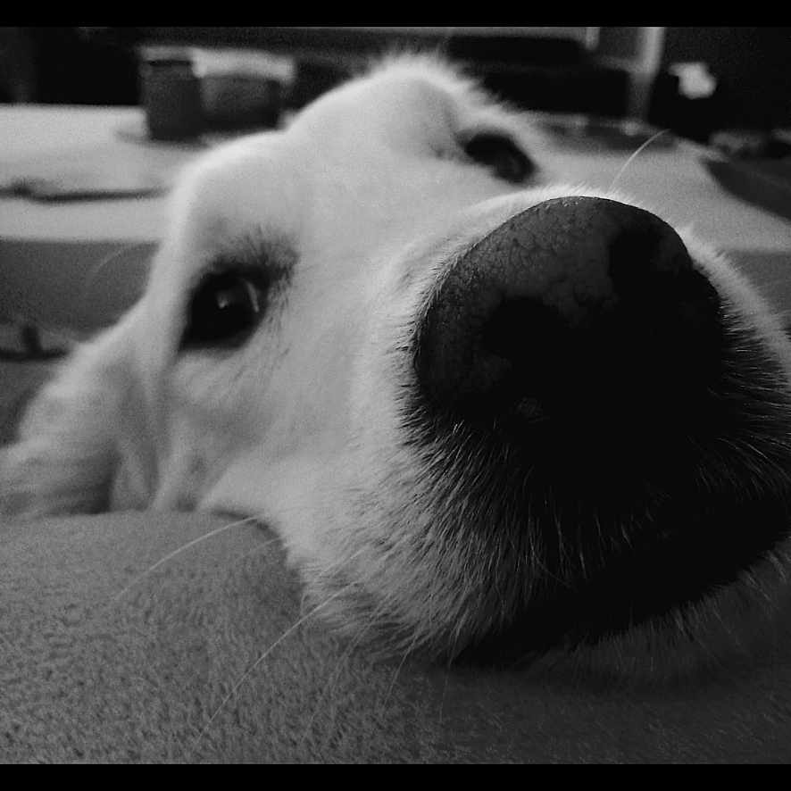 Oscar a rejoint le concours — aidez-le/la à gagner de superbes lots ! dog, canine, pet, animal, nose, snout, close_up, black_and_white, monochrome, portrait, indoors, resting, lying_down, cozy, soft_surface, fur, whiskers, curious, photography, funny