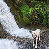 Oscar a rejoint le concours — aidez-le/la à gagner de superbes lots ! dog, waterfall, forest, nature, outdoors, water, river, stream, rocks, moss, greenery, foliage, adventure, hiking, wet, standing, animal, pet, harness, scenic