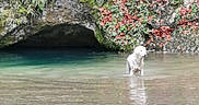 Oscar a rejoint le concours — aidez-le/la à gagner de superbes lots ! dog, white_dog, animal, pet, outdoors, water, swimming, standing, spring, pool, cave, rock, foliage, flowers, nature, landscape, clear_water, reflection, daylight, scenic
