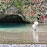 dog, white_dog, animal, pet, outdoors, water, swimming, standing, spring, pool, cave, rock, foliage, flowers, nature, landscape, clear_water, reflection, daylight, scenic