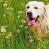 Oscar a rejoint le concours — aidez-le/la à gagner de superbes lots ! dog, golden_retriever, pet, animal, meadow, grass, wildflowers, dandelions, greenery, outdoors, nature, portrait, headshot, tongue, panting, happy, playful, sunlight, vertical_photo, field