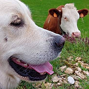 Oscar a rejoint le concours — aidez-le/la à gagner de superbes lots ! dog, cow, animal, pet, livestock, pasture, grass, outdoor, farm, rural, close_up, portrait, white_dog, brown_cow, tongue, happy, smiling, muzzle, fur, nature