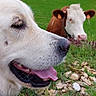 dog, cow, animal, pet, livestock, pasture, grass, outdoor, farm, rural, close_up, portrait, white_dog, brown_cow, tongue, happy, smiling, muzzle, fur, nature