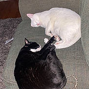 Jules joined the competition — help win amazing prizes! cat, black_cat, white_cat, sleeping, couch, remote_control, blanket, home_interior, pet, fur, resting, cozy, domestic, feline, nap, indoor, living_room, stone_wall, comfort, curled_up