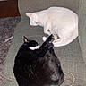 cat, black_cat, white_cat, sleeping, couch, remote_control, blanket, home_interior, pet, fur, resting, cozy, domestic, feline, nap, indoor, living_room, stone_wall, comfort, curled_up