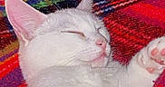 Jules is registered to the contest to win money with this photo: animal, blanket, cat, closeup, colorful, cozy, cute, domestic, fur, indoor, mammal, paw, pet, red_blanket, relaxed, resting, sleeping, soft, whiskers, white_cat