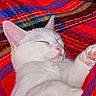 Jules is registered to the contest to win money with this photo: cat, white_cat, sleeping, paw, blanket, red_blanket, colorful, cozy, pet, fur, relaxed, indoor, cute, animal, resting, closeup, soft, whiskers, mammal, domestic