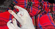 Jules is registered to the contest to win money with this photo: cat, white_cat, stretching, blanket, red_blanket, plaid_pattern, couch, green_couch, living_room, cozy, relaxed, feline, pet, indoor, floor_rug, stone_fireplace, bookshelf, wood_floor, home_interior, comfort