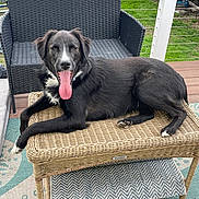 Tennessee is registered to the contest to win money with this photo: dog, black_dog, tongue_out, wicker_table, outdoor, patio, woven_chair, grass, happy, relaxed, tongue, pet, animal, furniture, deck, greenery, resting, canine, summer, yard