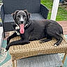 dog, black_dog, tongue_out, wicker_table, outdoor, patio, woven_chair, grass, happy, relaxed, tongue, pet, animal, furniture, deck, greenery, resting, canine, summer, yard