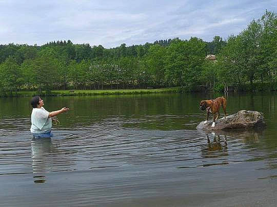 Lucky participe au concours pour gagner de l'argent avec cette photo : body_of_water, carnivore, cloud, dog, fawn, grass, lacustrine_plain, lake, landscape, leisure, natural_landscape, people_in_nature, recreation, shore, sky, summer, tree, water, wetland, working_animal