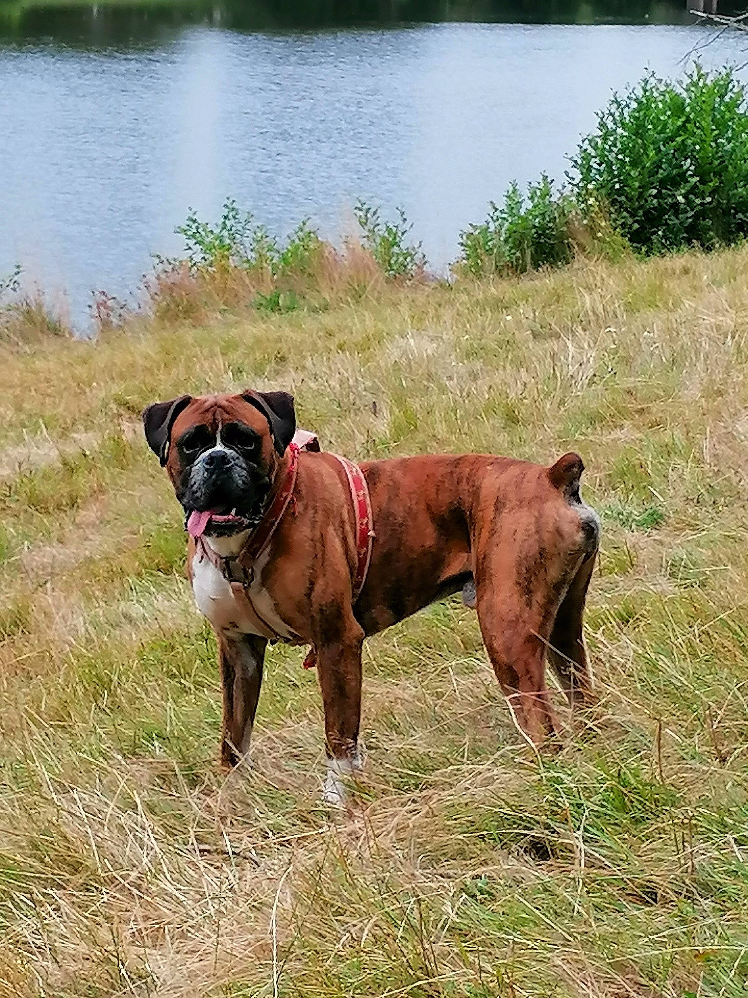 Lucky a rejoint le concours — aidez-le/la à gagner de superbes lots ! boxer, canidae, carnivore, collar, companion_dog, dog, dog_breed, dog_collar, dog_supply, fawn, grass, grassland, lake, landscape, plant, snout, sporting_group, tail, water, working_animal