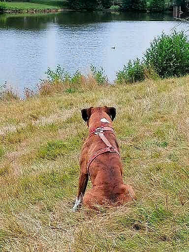 Lucky a rejoint le concours — aidez-le/la à gagner de superbes lots ! carnivore, collar, companion_dog, dog, dog_breed, dog_collar, fawn, grass, grass_family, grassland, gun_dog, lacustrine_plain, lake, liver, plant, sporting_group, tail, tree, water, working_animal