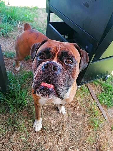 Lucky participe au concours pour gagner de l'argent avec cette photo : ancient_dog_breeds, boxer, carnivore, collar, companion_dog, dog, dog_breed, dog_collar, fawn, grass, molosser, non_sporting_group, plant, snout, sporting_group, whiskers, working_animal, working_dog, wrinkle