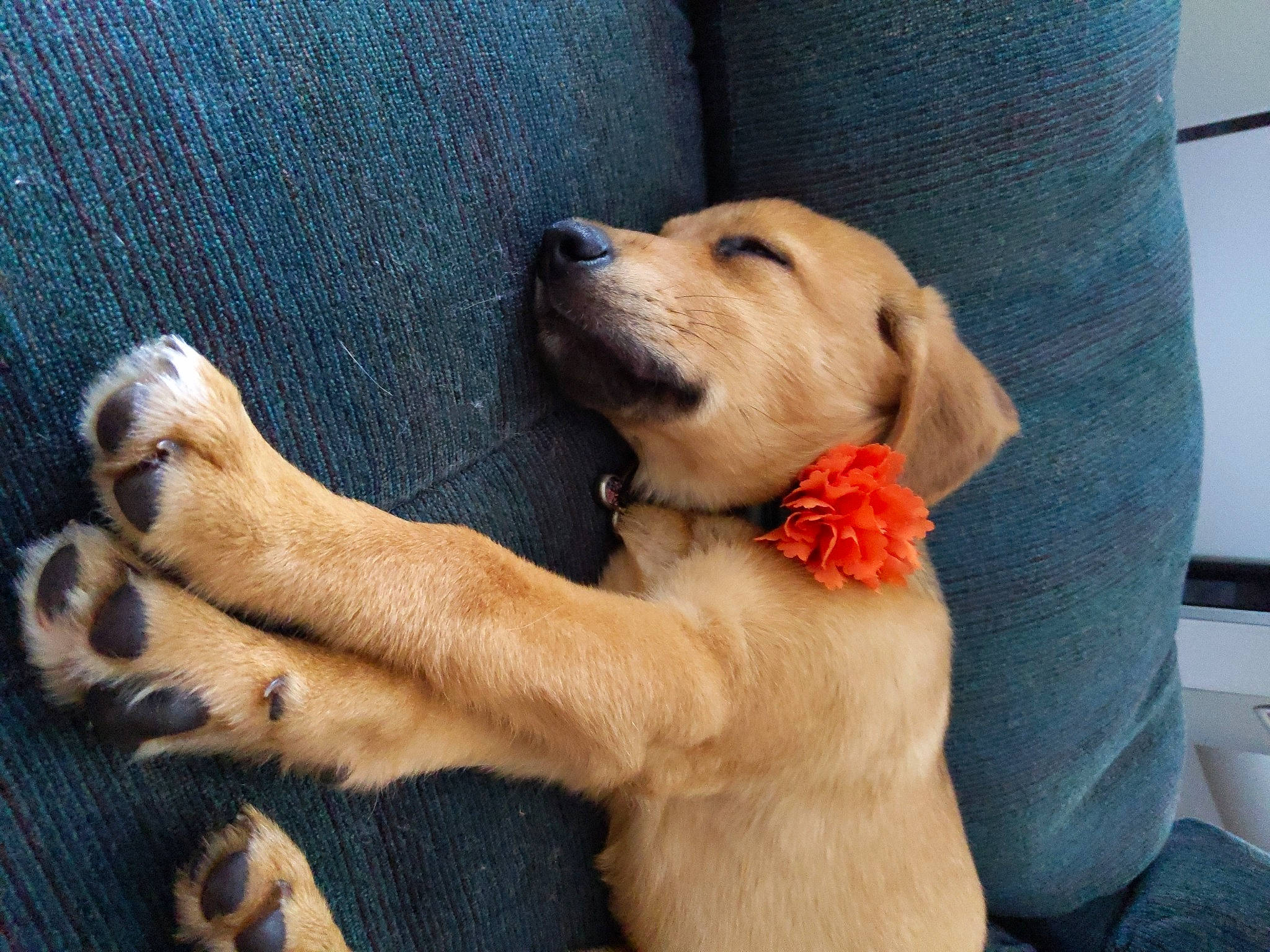 Eleanor is registered to the contest to win money with this photo: beagador, canidae, carnivore, companion_dog, dog, dog_breed, fawn, golden_retriever, labrador_retriever, mammal, paw, puppy, puppy_love, retriever, snout, sporting_group, vertebrate