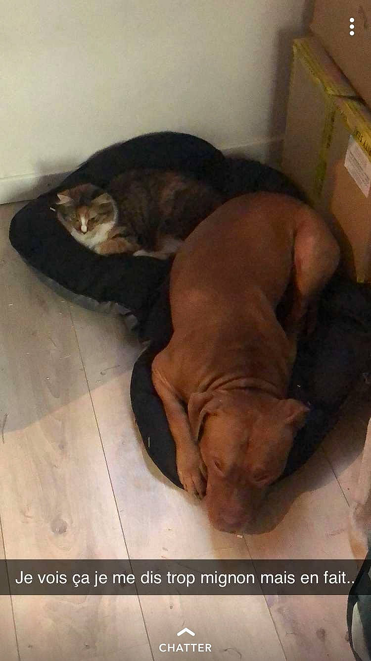 Kimbo a rejoint le concours — aidez-le/la à gagner de superbes lots ! american_pit_bull_terrier, canidae, carnivore, companion_dog, dog, dog_breed, fawn, nap, nose, photo_caption, pit_bull, puppy, snout, sporting_group, vizsla