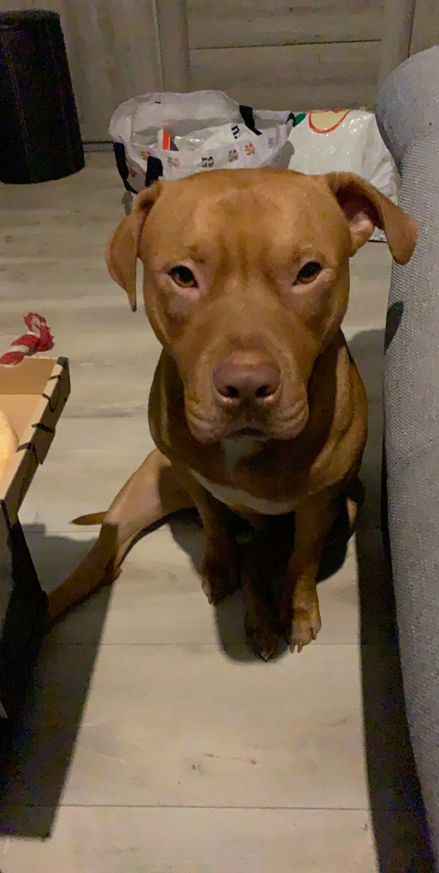 Kimbo participe au concours pour gagner de l'argent avec cette photo : american_pit_bull_terrier, canidae, carnivore, dog, dog_breed, fawn, mammal, non_sporting_group, pit_bull, rare_breed_dog, snout, sporting_group, vertebrate, vizsla