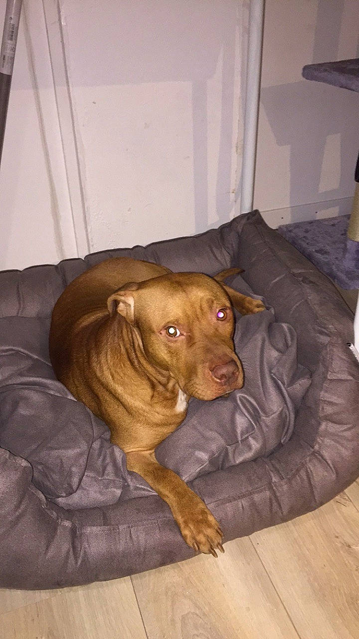 Kimbo a rejoint le concours — aidez-le/la à gagner de superbes lots ! american_pit_bull_terrier, canidae, caramel_color, carnivore, companion_dog, dog, dog_breed, fawn, floor, hunting_dog, liver, mammal, pit_bull, pointing_breed, rhodesian_ridgeback, snout, sporting_group, vizsla