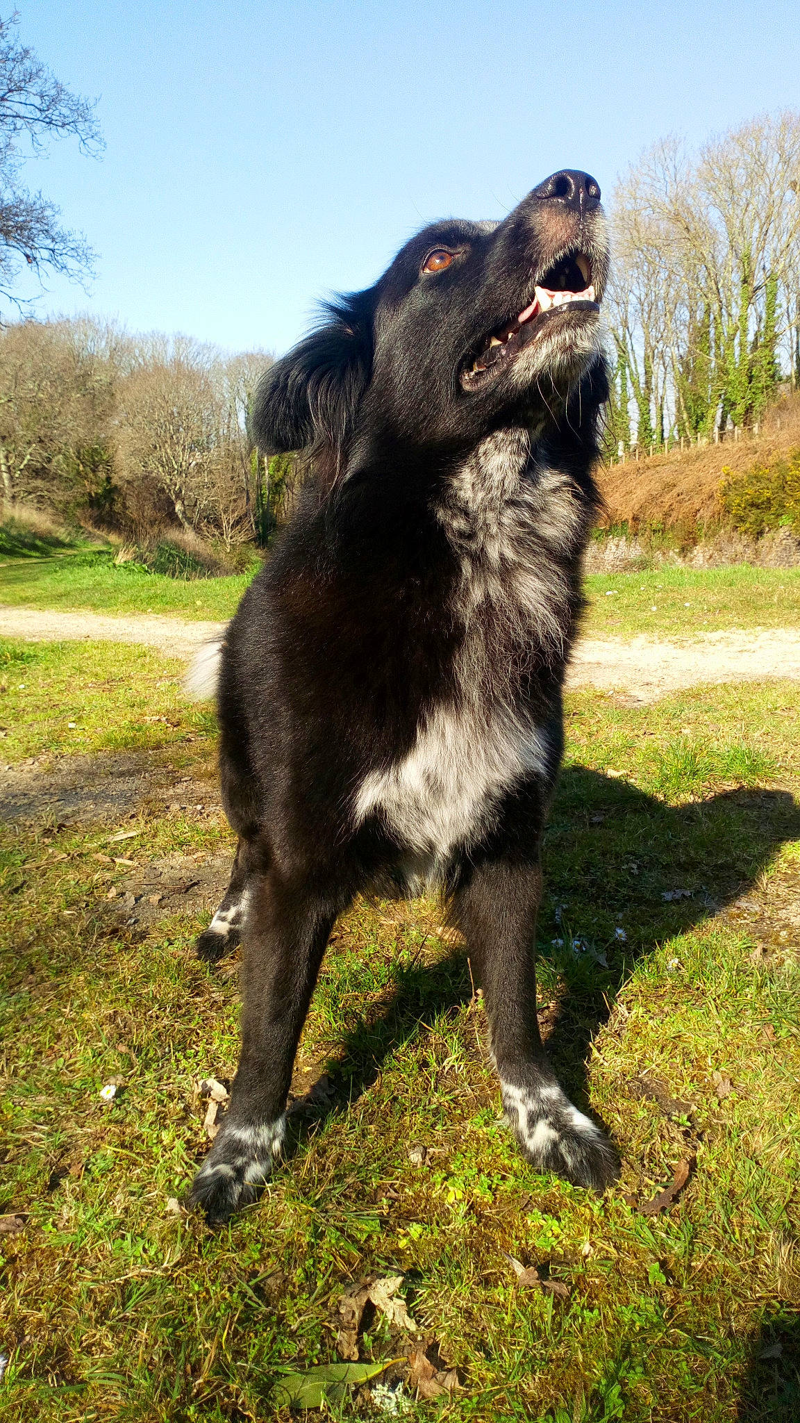 Bouddha a rejoint le concours — aidez-le/la à gagner de superbes lots ! borador, canidae, carnivore, companion_dog, dog, dog_breed, flat_coated_retriever, guard_dog, hovawart, hunting_dog, large_munsterlander, mammal, rare_breed_dog, sporting_group, vertebrate