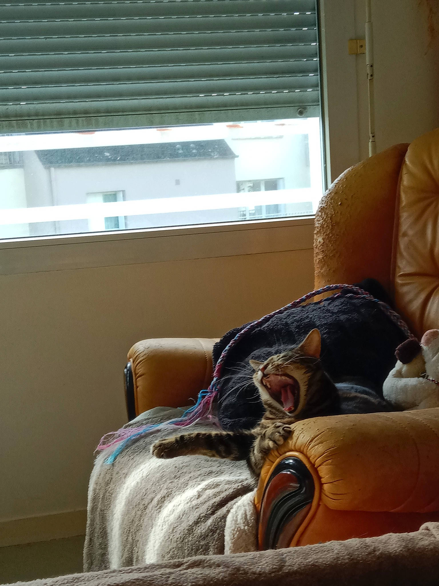 Crevette a rejoint le concours — aidez-le/la à gagner de superbes lots ! comfort, couch, floor, flooring, hardwood, house, human_leg, light, linens, living_room, shade, studio_couch, textile, thigh, tints_and_shades, window, window_blind, window_covering, window_treatment, wood