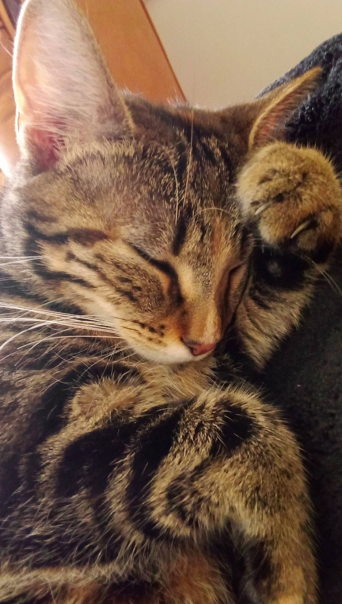 Crevette participe au concours pour gagner de l'argent avec cette photo : carnivore, cat, claw, domestic_short_haired_cat, felidae, fur, paw, sky, small_to_medium_sized_cats, snout, tail, terrestrial_animal, tree, whiskers, wildlife