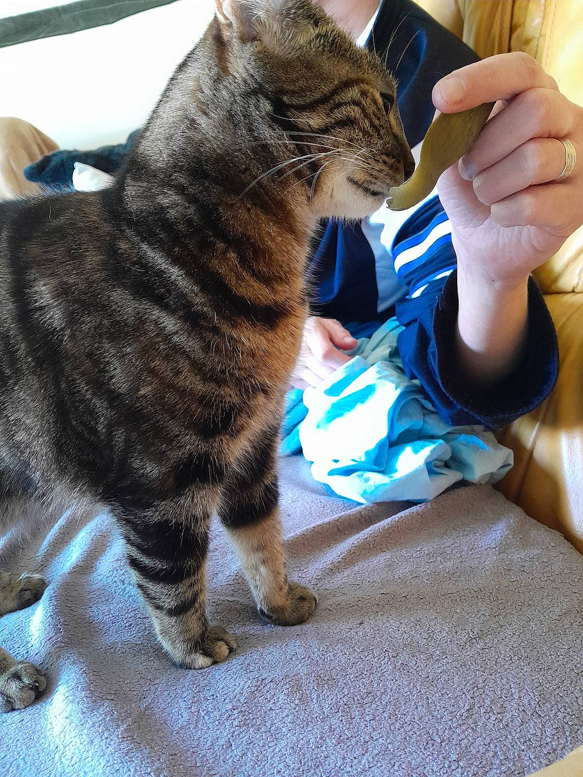 Crevette a rejoint le concours — aidez-le/la à gagner de superbes lots ! carnivore, cat, claw, comfort, domestic_short_haired_cat, felidae, fur, gesture, nail, paw, sitting, small_to_medium_sized_cats, tail, terrestrial_animal, thumb, whiskers, wrist