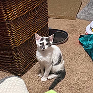 Doja is registered to the contest to win money with this photo: cat, kitten, gray_and_white, sitting, indoors, carpet, pet, animal, cute, alert, looking_at_camera, ears, tail, whiskers, wicker_basket, scratching_pad, blanket, home, portrait, floor