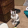 cat, kitten, gray_and_white, sitting, indoors, carpet, pet, animal, cute, alert, looking_at_camera, ears, tail, whiskers, wicker_basket, scratching_pad, blanket, home, portrait, floor