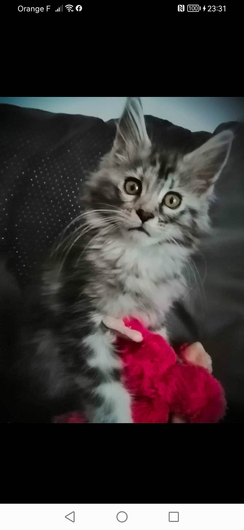 Tessa participe au concours pour gagner de l'argent avec cette photo : carnivore, cat, darkness, felidae, fur, magenta, paw, photo_caption, small_to_medium_sized_cats, snout, still_life_photography, whiskers