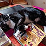 black_and_white_cat, book, cat, close_up, colorful, cover, cozy, curious, domestic_animal, feline, furniture, indoor, lying_down, paperback, pet, reading_material, relaxed, table, text, whiskers