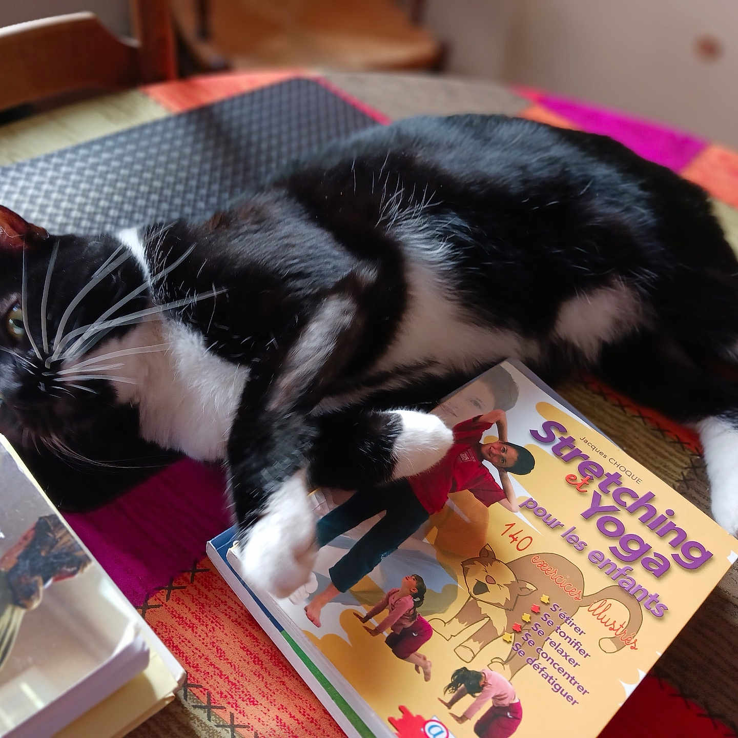 Uppercut a rejoint le concours — aidez-le/la à gagner de superbes lots ! black_and_white_cat, book, cat, close_up, colorful, cover, cozy, curious, domestic_animal, feline, furniture, indoor, lying_down, paperback, pet, reading_material, relaxed, table, text, whiskers