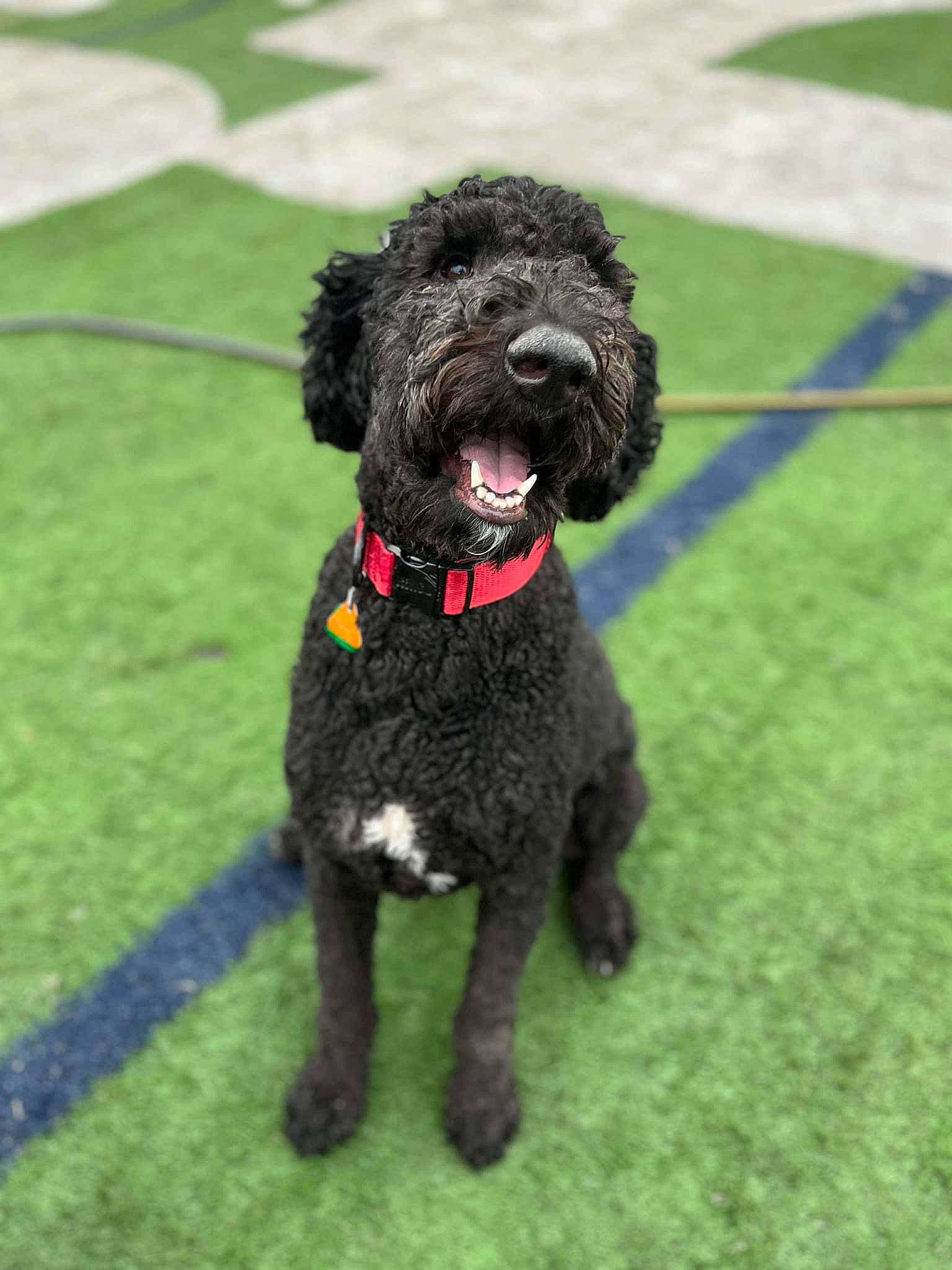 Rudy is registered to the contest to win money with this photo: canidae, carnivore, collar, companion_dog, dog, dog_breed, dog_collar, fur, grass, liver, non_sporting_group, poodle, snout, sporting_group, terrestrial_animal, terrier, toy_dog, water_dog, working_animal, working_dog