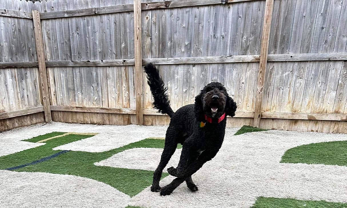 Rudy is registered to the contest to win money with this photo: canidae, carnivore, collar, companion_dog, dog, dog_breed, dog_collar, dog_supply, fence, fur, grass, guard_dog, lawn, leash, pet_supply, plant, sporting_group, tail, toy_dog, water_dog