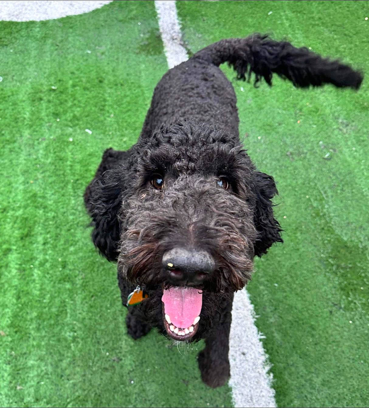 Rudy is registered to the contest to win money with this photo: canidae, carnivore, companion_dog, dog, dog_breed, dog_collar, fur, giant_dog_breed, grass, green, labradoodle, non_sporting_group, poodle, snout, sporting_group, terrestrial_animal, terrier, water_dog, working_animal, working_dog